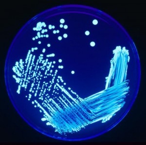 Baixar Introdu&ccedil;&atilde;o &agrave; microbiologia cl&iacute;nica e ao tratamento das doen&ccedil;as infecciosas pdf, epub, eBook