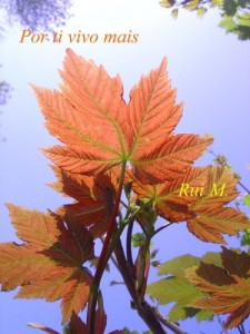 Baixar Por ti vivo mais pdf, epub, eBook