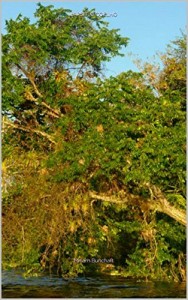 Baixar LAPSIT, O COELHO (A FEITICEIRA SVÂRTANÂV Livro 1) pdf, epub, eBook
