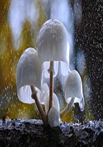 Baixar O Amor Desvenda O Simples pdf, epub, eBook