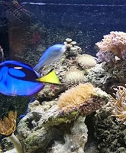 Baixar Tudo o que você precisa saber sobre aquários pdf, epub, eBook