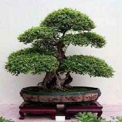 Baixar Curso Como Cultivar Bonsai pdf, epub, eBook