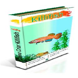 Baixar Como Criar Killifish pdf, epub, eBook