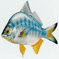 Baixar COMO VENDER SEU PEIXE pdf, epub, eBook