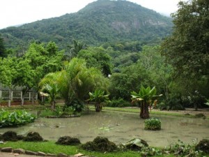 Baixar As águas que curam em Minas Gerais pdf, epub, eBook