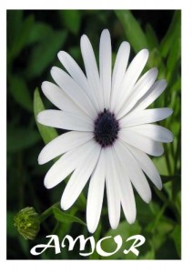 Baixar AMOR pdf, epub, eBook