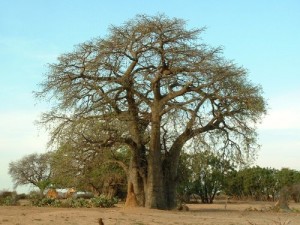 Baixar ISABEL pdf, epub, eBook