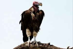 Baixar CARNIÇA + 4 CONTOS DE SUSPENSE pdf, epub, eBook