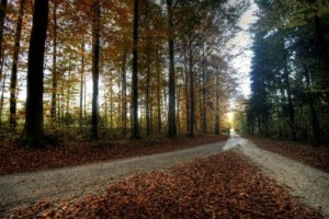 Baixar VIDAS CRUZADAS pdf, epub, eBook