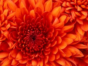 Baixar O Amor de Magnólia pdf, epub, eBook