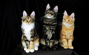 Baixar A Esgana Gatos: Micro Conto pdf, epub, eBook