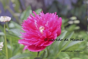 Baixar O segredo de Mamie pdf, epub, eBook