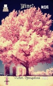 Baixar Fine pdf, epub, eBook