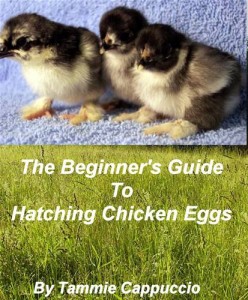 Baixar Beginner’s guide to hatching chicken eggs, the pdf, epub, eBook