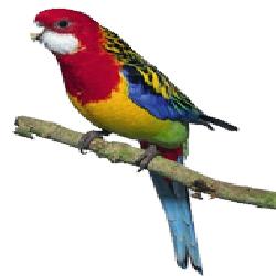 Baixar Criação de Roselas – EBOOK pdf, epub, eBook