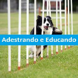 Baixar Adestrando e Educando pdf, epub, eBook