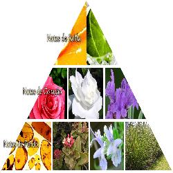 Baixar Torne-se profissional em perfumaria e familias olfativas pdf, epub, eBook