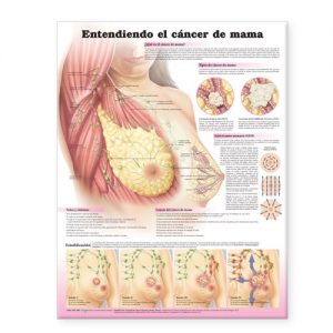 Baixar Understanding breast cancer anatomical chart in sp pdf, epub, eBook