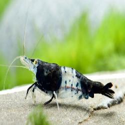 Baixar Camarão Neocaridina Sem Segredos pdf, epub, eBook