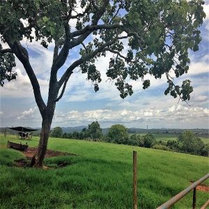 Baixar A REALIDADE DO MEIO RURAL E FERRAMENTAS DE APOIO A GESTÃO DE PEQUENAS PROPRIEDADES pdf, epub, eBook